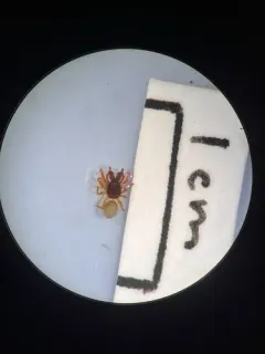 Hook-toothed Money Spider thumbnail 3
