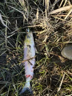 Hickory Shad thumbnail 4
