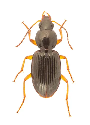 Agonum crenistriatum