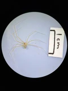 Northwestern Cellar Spider thumbnail 4