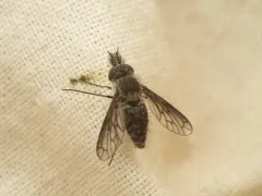 Conophorus columbiensis thumbnail 2