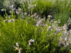 Washington polemonium thumbnail 3