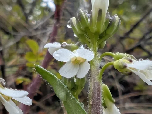 Olympics rockcress