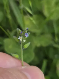 Myosotis dubia thumbnail 3