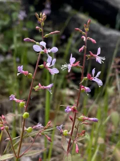 mountain clarkia thumbnail 2