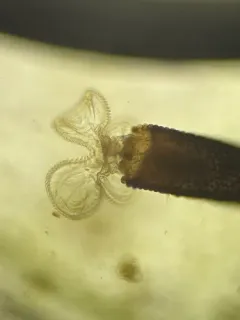 Floscularia ringens thumbnail 1