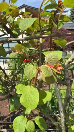 Chinese gooseberry thumbnail 2