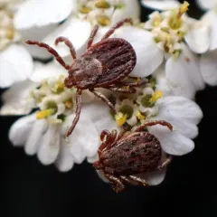 Pacific Coast Tick thumbnail 4