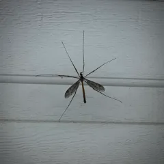 Giant Crane Fly thumbnail 3