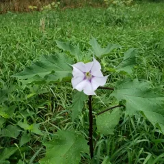 jimsonweed thumbnail 3