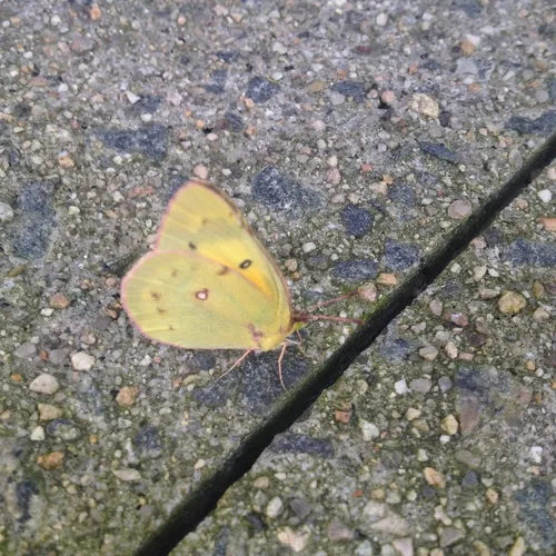 Orange Sulphur
