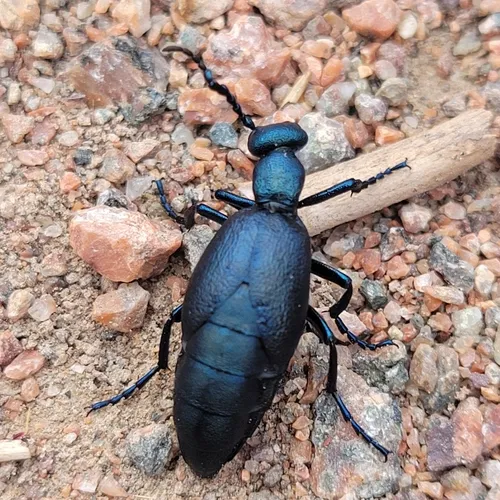 Short-winged Blister Beetle