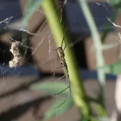 Joro Spider thumbnail 3