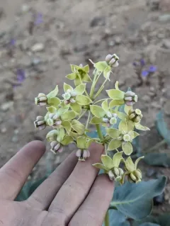 Humboldt Mountains milkweed thumbnail 4