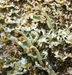 Smooth-footed Powderhorn thumbnail 3