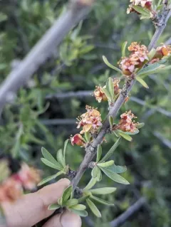 wild crab apple thumbnail 3