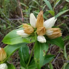 pale gentian thumbnail 3