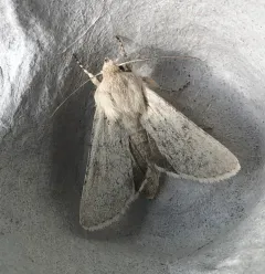 Edwards' Beach Moth thumbnail 2