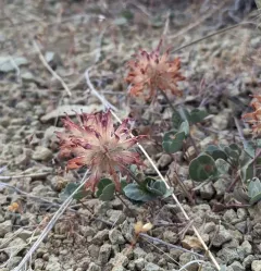 Owyhee clover thumbnail 3