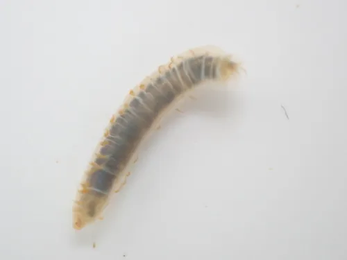 Ophelina acuminata