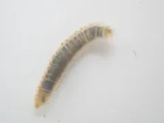 Ophelina acuminata thumbnail 1