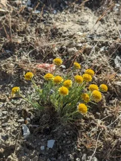 Dwarf Yellow Fleabane thumbnail 2