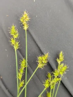 dioecious sedge thumbnail 4