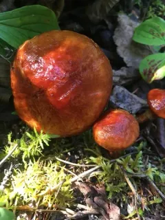 Boreal Bolete thumbnail 4