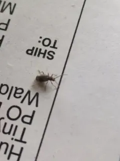 Six-spot Spider Beetle thumbnail 3