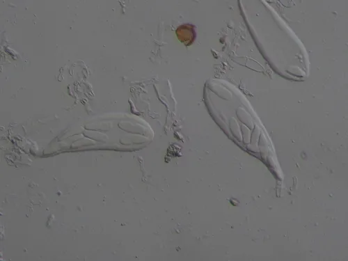 Mniaecia nivea