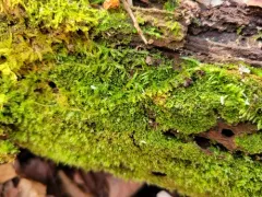 Stipular Flapwort thumbnail 2