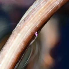 Sminthurides aquaticus thumbnail 3