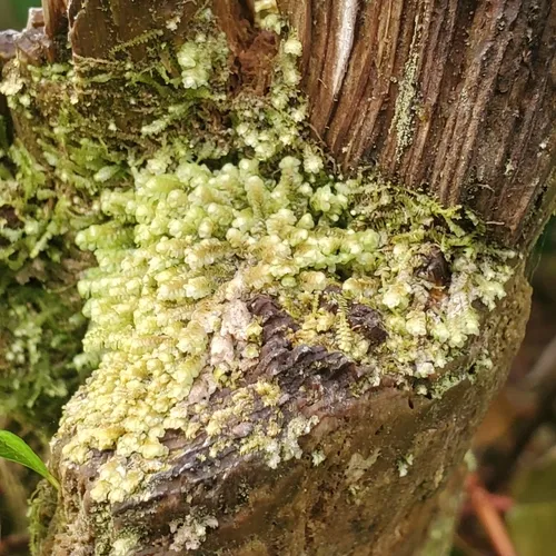 Yellow-ladle Liverwort