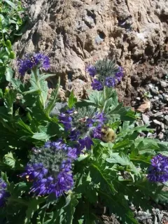 Lyall's Phacelia thumbnail 2