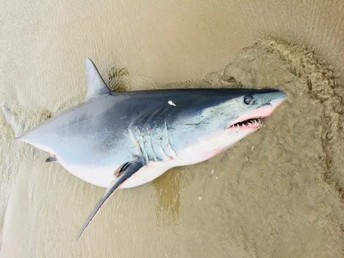 Shortfin Mako