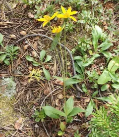 Subalpine Arnica thumbnail 1