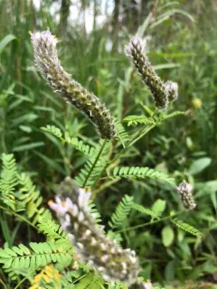 foxtail prairie clover thumbnail 2
