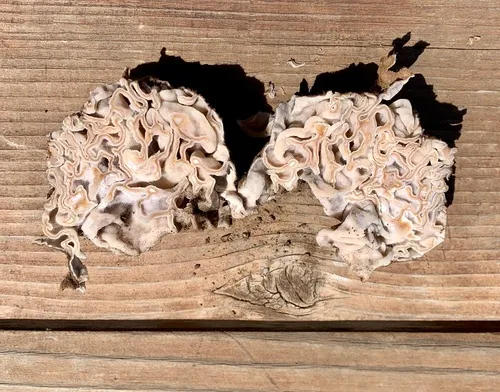 Geopora cooperi