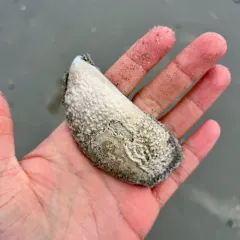 Sulphur Boring Sponge thumbnail 4