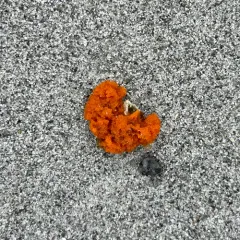 Red Beard Sponge thumbnail 4