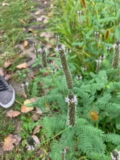 foxtail prairie clover thumbnail 3