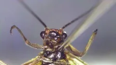 Valley Forestfly thumbnail 3