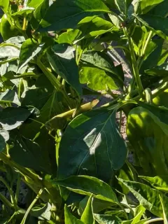 Green Bird Grasshopper thumbnail 4