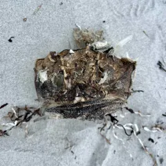 Sea Raven thumbnail 3