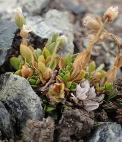 bering mouse-ear chickweed thumbnail 3
