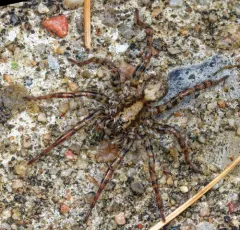 Emerton's Wolf Spider thumbnail 2