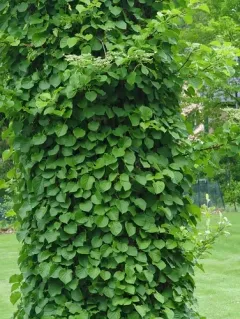 Climbing Hydrangea thumbnail 4