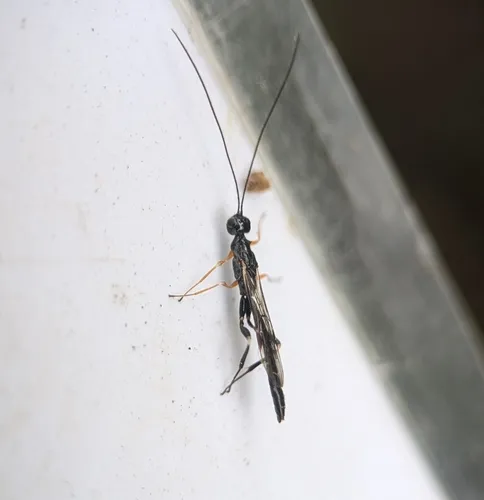 Xorides humeralis