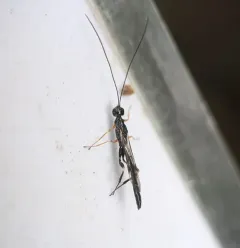 Xorides humeralis thumbnail 1