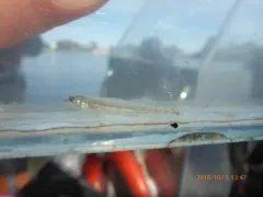 Eastern Sand Darter thumbnail 2